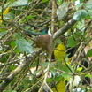 Purple-crowned Fairy